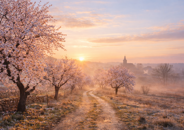 Almendros en flor a finales de invierno, con un camino rural y luz suave de febrero.