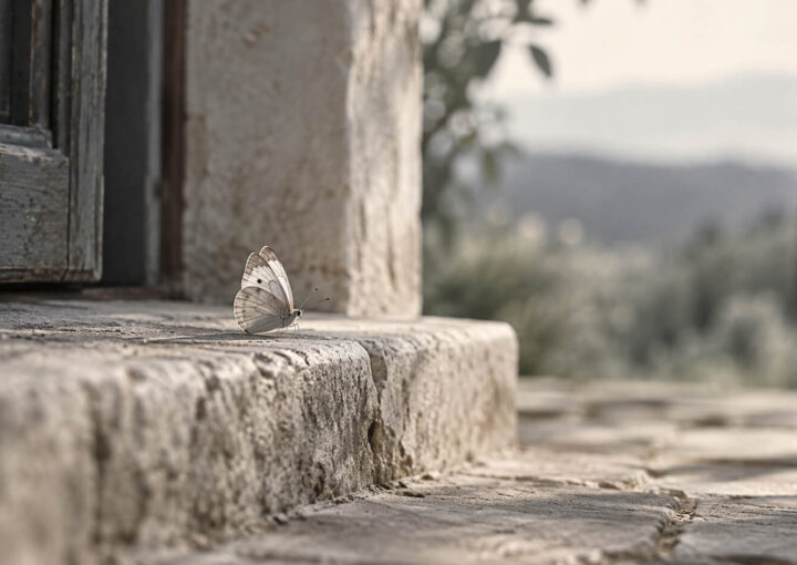 Mariposa de tonos claros posada sobre una piedra en un jardín mediterráneo iluminado por el sol.