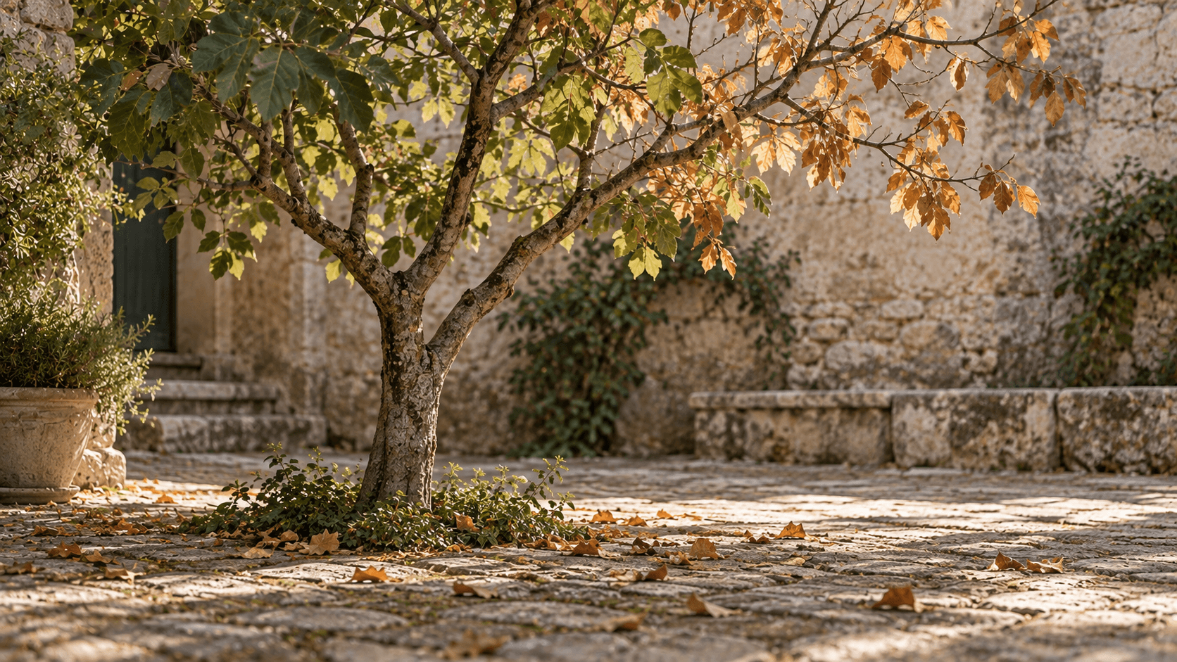 Pequeño árbol de hojas verdes y otoñales en un antiguo patio de piedra, símbolo del crecimiento y las etapas de la vida.